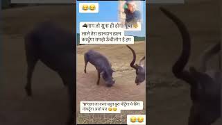 नाम तो सुना होगा पुम्बा 😂 funny comedy duet animals memes comedyshorts funnyshorts funny [upl. by Otto]