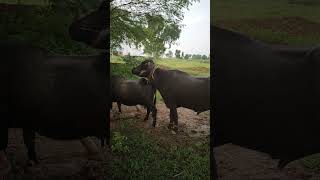 Dhal jave javani intezar mein  Best Animal Bagdi Channel  bollywood song viral animals [upl. by Yremrej]