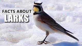 Lark Facts Lark BIRDS and their SONG 🎵 Animal Fact Files [upl. by Notnad304]