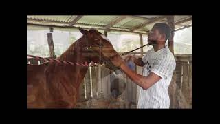 Horse Racing Tradition Passed On Through Generations in Belize River Valley [upl. by Nayb169]