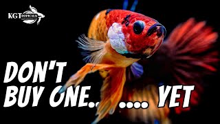 Dont Buy A Betta Fish YET Watch This First [upl. by Flanigan]