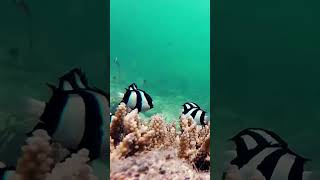 Three Striped Damselfish shorts  ocean [upl. by Ecnarolf]