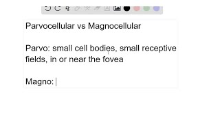 What are the differences between the magnocellular and parvocellular systems [upl. by Bertolde376]