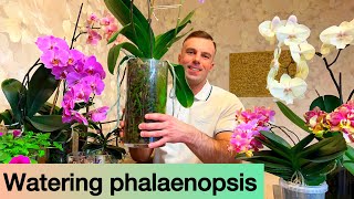 WATERING PHALAENOPSIS It’s easy Orchids in glass and regular pots [upl. by Parcel375]