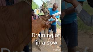 Draining of a cow Treatment of actinomycosis Treatment of abscess [upl. by Tuchman]