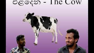 එළදෙන  The Cow  Siril Videos [upl. by Gianni]