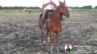 VENDIDO Caballo alazan cuarto de milla registrado  USD 1800  SEQUINOSCOM [upl. by Jessen627]