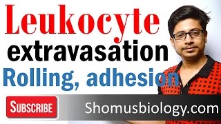 Leukocyte extravasation  leukocyte adhesion and rolling [upl. by Dde]