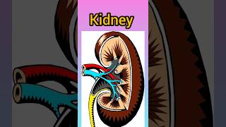 kidney right and left amp anterior  posterior relation anatomy physiology mbbs bams bhms shots [upl. by Bailie]