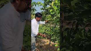 Mahogany 8320508594farming chandan farming agriculture indianfarmer farmer kisan mahogany [upl. by Honor867]