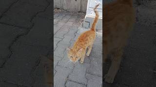 Wobbly Tail cat cats cute kittys funny catlover kitty kitten [upl. by Ymeraj]