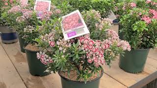 Kalmia Minuet Mountain Laurel  Outstanding Dwarf NATIVE Evergreen Flowering Shrub [upl. by Etessil]