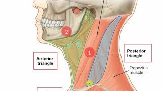 Anterior triangle of neck [upl. by Eisenhart]