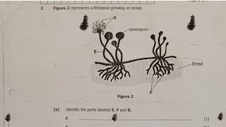 Rhizopus growing on bread  Biology [upl. by Helban]