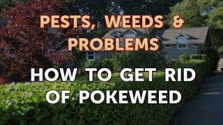 How to Get Rid of Pokeweed [upl. by Dolf]