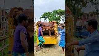 Cute Cute Sahiwal Baby Bull Unloading  Paragram Haat 2024 [upl. by Tench]