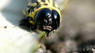 Striped Cankerworm in Closeup クロマダラエダシャク幼虫の尺取歩行 [upl. by Dorena]