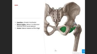 Pelvic diaphragm Foundation A17 [upl. by Zetra]