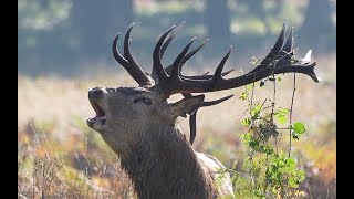 Richmond Park London Rutting season AutumnFall 2024 [upl. by Noislla]