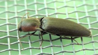 Click Beetle Elateridae Agriotes fucosus Closeup [upl. by Ennaeiluj890]