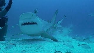 Bull Sharks of Playa Del Carmen MX with Phantom Divers [upl. by Wandie]