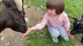 Pygmy Goat The Playful Charm of a Miniature Marvel PygmyGoat CuteAnimals FarmLife Goat [upl. by Ardnuahc58]