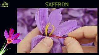 Saffron is a spice derived from the flower of Crocus sativus commonly known as the quotsaffron crocusquot [upl. by Inilahs]