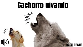 Som para cachorro uivar  cachorro uivando [upl. by Fleda]