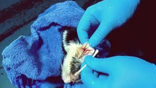 rescue kittens from parasitic worm scars due to infection [upl. by Querida]