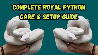 Complete Royal Python Care amp Setup Guide [upl. by Dihahs]