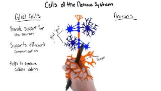 Cells of the nervous system  Intro to Psychology [upl. by Tallou312]