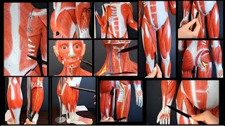 Overview of all the SUPERFICIAL and DEEP muscles of the body [upl. by Efrem]