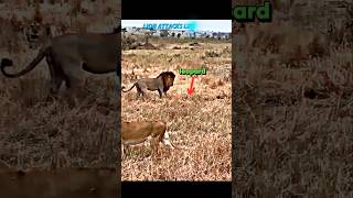 Lion vs leopard leopard trending lion wildlife animals shorts viralvideo tiger [upl. by Chapman89]