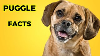 puggle Dog  Top 10 Interesting Facts [upl. by Brit]