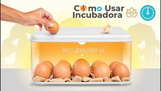 Como Usar uma Incubadora para Chocar Ovos 1 [upl. by Aridaj]