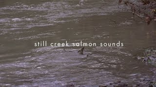 Still Creek Salmon Sounds [upl. by Eivod460]