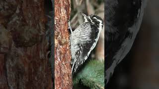 American Three Toed Woodpecker Nature Sounds Birds [upl. by Chlori939]