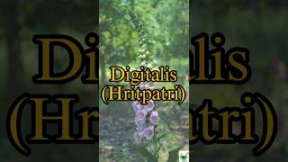 Digitalis  Learn a herb daily  pharmacognosy ayurveda herbal digitális gpat ayush pharmacy [upl. by Riba188]