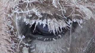 Yakutian Horses Who Never Freeze in Siberia Russia Якутские лошади в Якутии [upl. by Buyse]