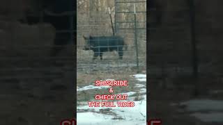 Best Hog Trapping Videos viralvideo music hunting like outdoors share viralshorts trap [upl. by Asus244]