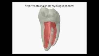 Mandibular First Molar Prof Marco Versiani [upl. by Ernest]