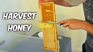 Harvest Honey  Part 1 [upl. by Squire569]