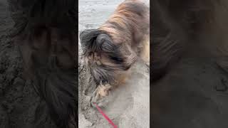 Wicket the Briard  Beach Time music fun adorable fluffydog funny briard silly [upl. by Bowers]