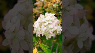 Hortensja bukietowa 🥰🔥 hortensja hortensje hortensien hortensias hortensia [upl. by Gnni]