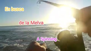 1º dia En BUSCA de las MELVAS a Spinning [upl. by Latrena]