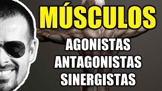 Músculos Agonistas Antagonistas e Sinergistas  Sistema Muscular  Cinesiologia  VideoAula 095 [upl. by Dick]