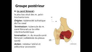 01 myologie de membre INF [upl. by Dust663]