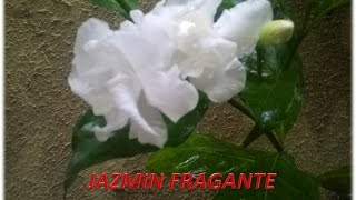 Jazmín Fragante Como Reproducir y Cuidar Jazmín de Arabia Diamela [upl. by Ecirtak311]