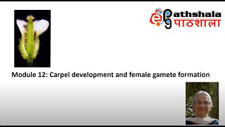 Module 12 Carpel Development and Female Gamete formation EPGPathshala [upl. by Tabbie]