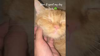 Life in Delhi✨ adopting cat🫶🏻dailyvlog adayinmylife lifeinindia adoption northeast delhi [upl. by Carolan26]